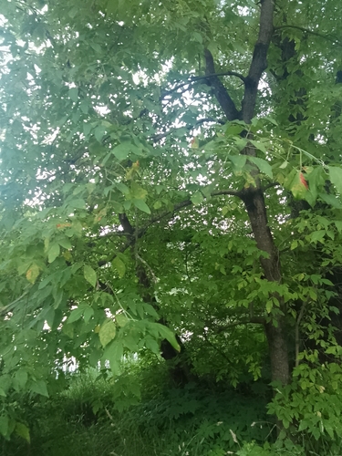 box elder