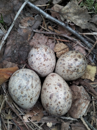 Eurasian Woodcock