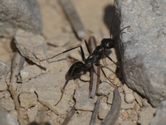 Cataglyphis piliscapa