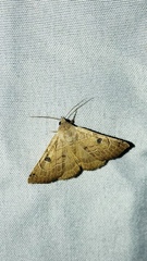 Isogona