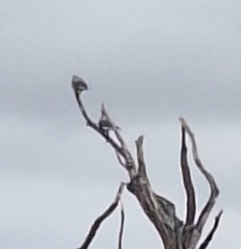 iNaturalist observation photo of Clark's Nutcracker