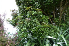 Pseudopanax discolor