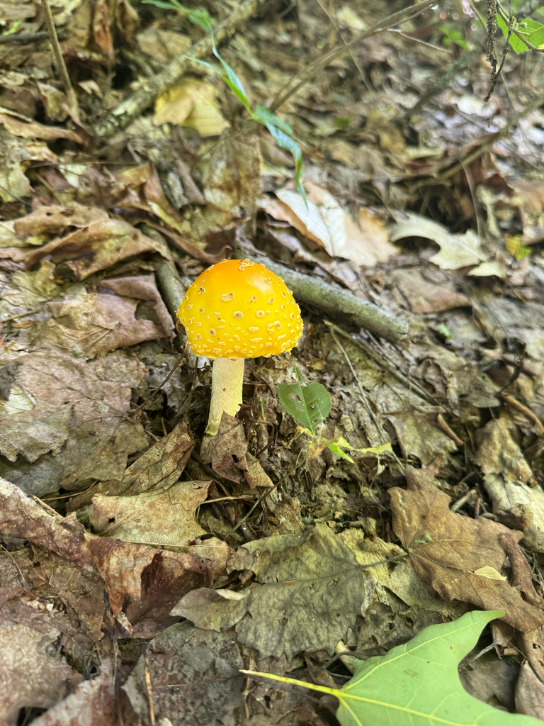 American Yellow Fly Agaric · July 2026 · photo: Photo: (c) Reizo Knapp, some rights reserved (CC BY) · iNaturalist
