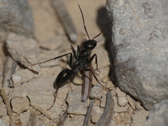 Cataglyphis piliscapa