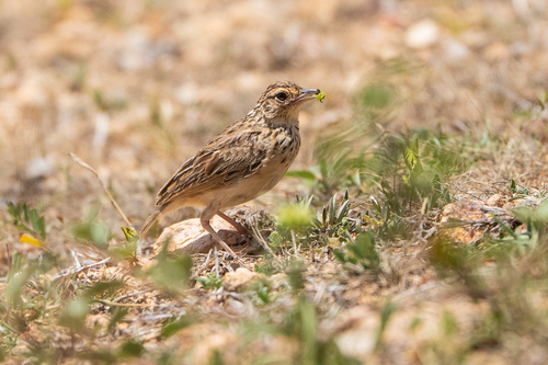 Jerdon's Bush Lark (Plocealauda affinis), photo 9