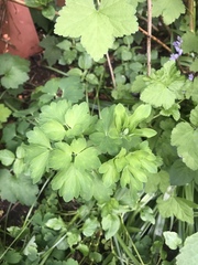 Aquilegia chrysantha