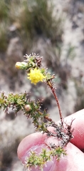 Marasmodes spinosa