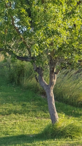 Iberian Green Woodpecker