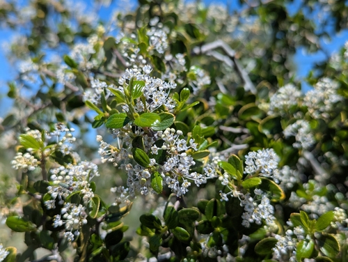 Ceanothus oliganthus, photograph 6