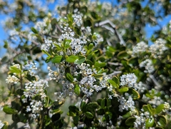 Ceanothus oliganthus, photograph (c) Alexander Wentworth, some rights reserved (CC BY)