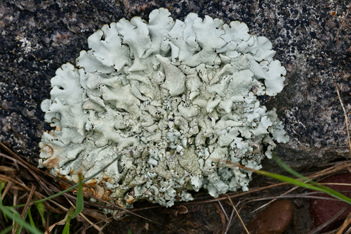 Xanthoparmelia subdecipiens