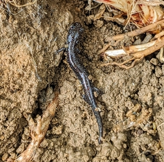 Plethodon cinereus