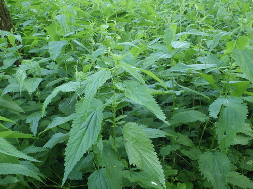 great stinging nettle