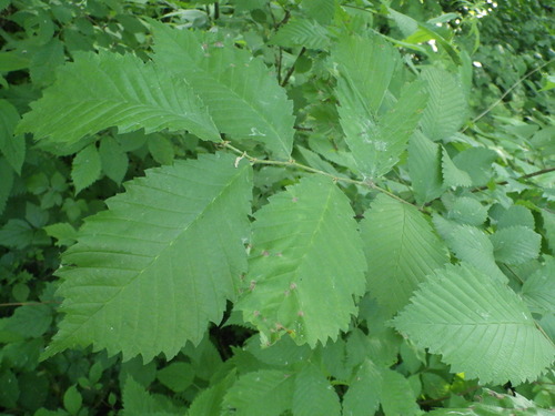 Fluttering Elm