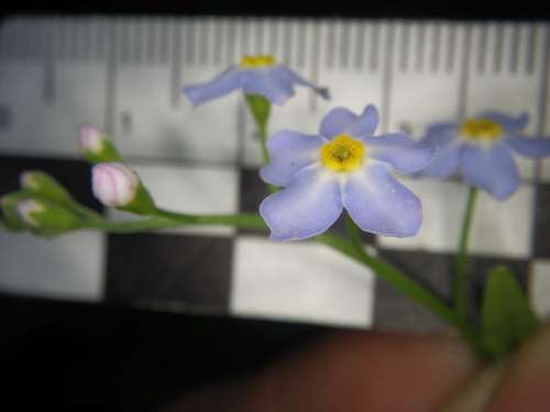 water forget-me-not
