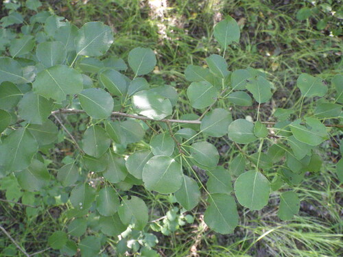 Common Pear
