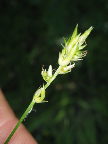 Spiked Sedge