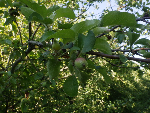 apple