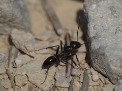 Cataglyphis piliscapa