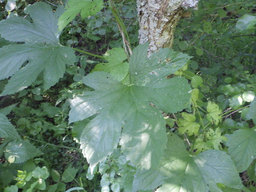 common hops
