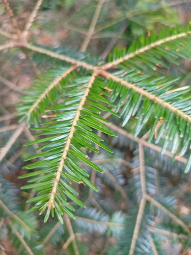 silver fir