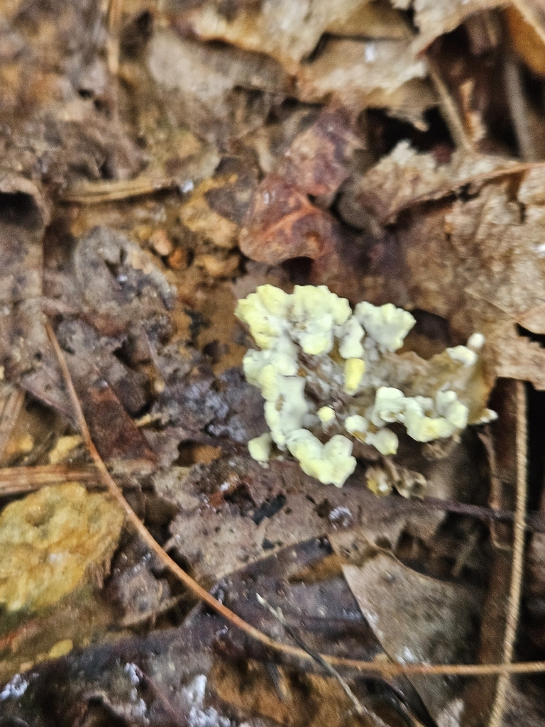 Thelephora vialis · July 2026 · photo: Photo: (c) willingarden, some rights reserved (CC BY) · iNaturalist