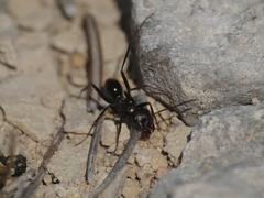 Cataglyphis piliscapa