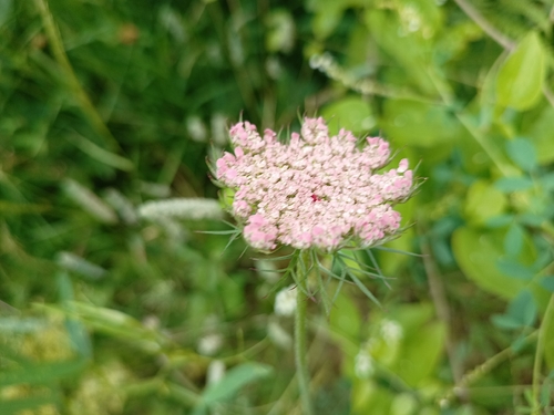 wild carrot