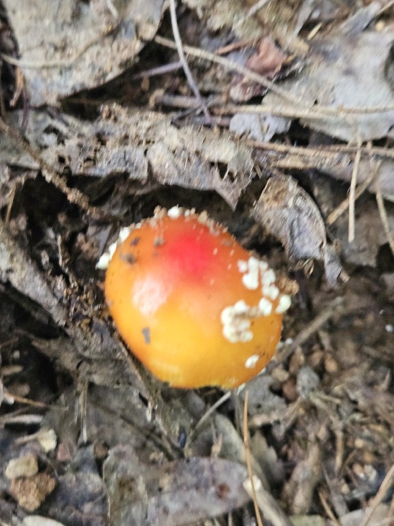 False Caesar's Mushroom · July 2026 · photo: Photo: (c) willingarden, some rights reserved (CC BY) · iNaturalist