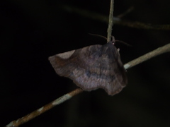 Pangrapta obscurata