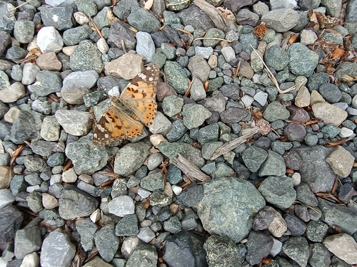 Painted Lady