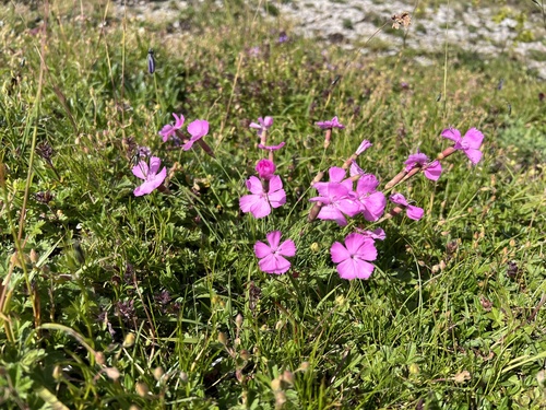Wood Pink