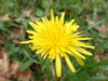 False Hook-lobed Dandelion - Photo (c) Calum McLennan, some rights reserved (CC BY-NC), uploaded by Calum McLennan
