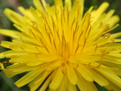 Taraxacum pseudohamatum