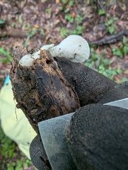 Loweomyces fractipes