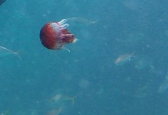 Chrysaora pentastoma