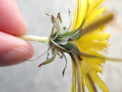 Taraxacum pseudohamatum