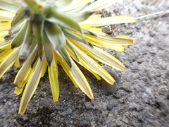 Taraxacum pseudohamatum