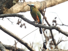 Eumomota superciliosa