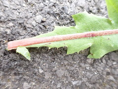 Taraxacum pseudohamatum