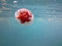 Chrysaora pentastoma