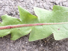 Taraxacum pseudohamatum