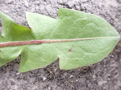 Taraxacum pseudohamatum
