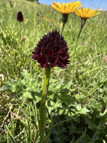 Dark Vanilla Orchid