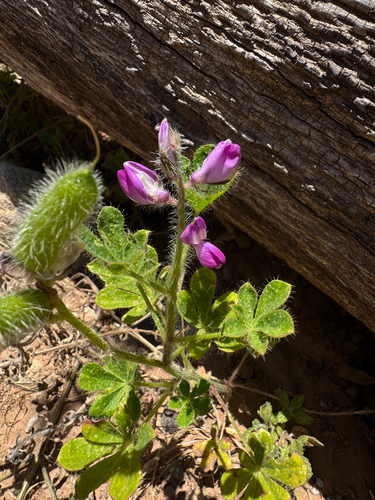 Lupinus hirsutissimus, 2026-07-05