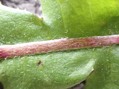 Taraxacum pseudohamatum