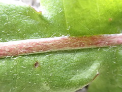 Taraxacum pseudohamatum