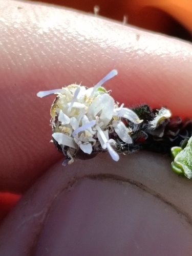 Jasione crispa, photograph 5