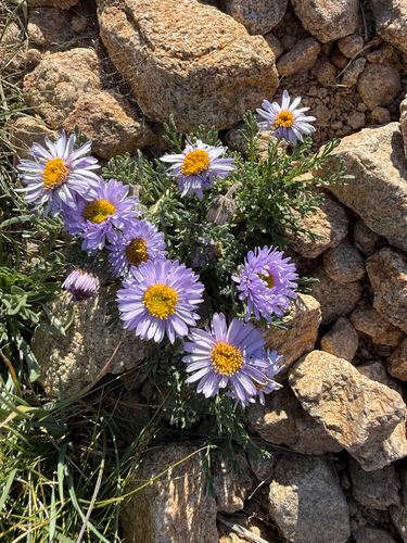Erigeron pinnatisectus, photograph 4