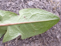 Taraxacum pseudohamatum